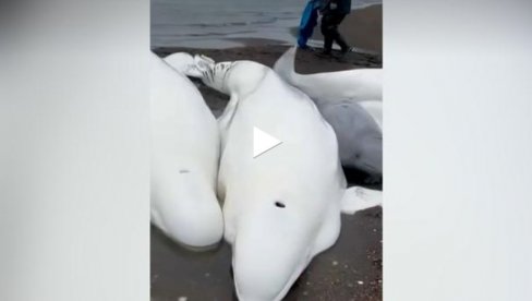 AKCIJA SPASAVANJA BELUGA KITOVA: Pet kitova nasukalo se u ruskom regionu Kamčatski (VIDEO) AKCIJA SPASAVANJA BELUGA KITOVA: Pet kitova nasukalo se u ruskom regionu Kamčatski (VIDEO)