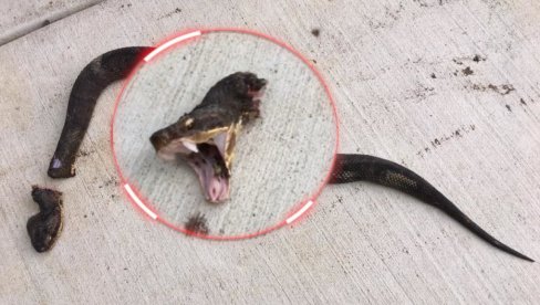 GORE NEGO DA JE ŽIVA: Znate li zašto je opasno da odsečete zmiji glavu? GORE NEGO DA JE ŽIVA: Znate li zašto je opasno da odsečete zmiji glavu?