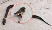 GORE NEGO DA JE ŽIVA: Znate li zašto je opasno da odsečete zmiji glavu? GORE NEGO DA JE ŽIVA: Znate li zašto je opasno da odsečete zmiji glavu?