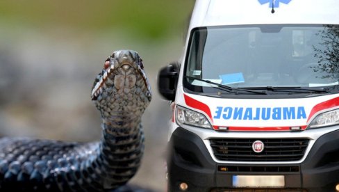 SEDEO NA KLUPI, ZMIJA GA UJELA ZA RUKU: Poznato stanje dečaka iz Svilajnca kog je napala otrovnica