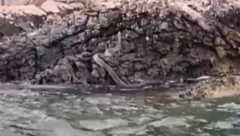 AJME, ŠTA SAD, ŠTA JE OVO? Ogromna zmija seje strah po Dalmaciji AJME, ŠTA SAD, ŠTA JE OVO? Ogromna zmija seje strah po Dalmaciji