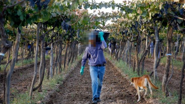 МИРОСЛАВ УХВАТИО ЉУБИВОЈА У ВИНОГРАДУ: Посумњао да му краде грожђе, па га ударио аутом - трагедија у Гроцкој МИРОСЛАВ УХВАТИО ЉУБИВОЈА У ВИНОГРАДУ: Посумњао да му краде грожђе, па га ударио аутом - трагедија у Гроцкој
