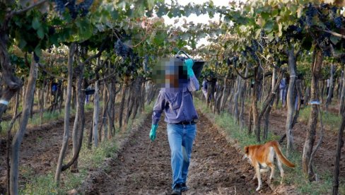 MIROSLAV UHVATIO LJUBIVOJA U VINOGRADU: Posumnjao da mu krade grožđe, pa ga udario autom - tragedija u Grockoj MIROSLAV UHVATIO LJUBIVOJA U VINOGRADU: Posumnjao da mu krade grožđe, pa ga udario autom - tragedija u Grockoj