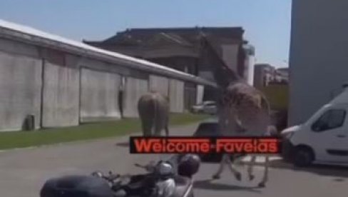 SLON I ŽIRAFA POBEGLI SA SNIMANJA FILMA: Traže ih i karabinijeri - nesvakidašnja situacija u Rimu (VIDEO) SLON I ŽIRAFA POBEGLI SA SNIMANJA FILMA: Traže ih i karabinijeri - nesvakidašnja situacija u Rimu (VIDEO)