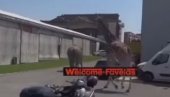 SLON I ŽIRAFA POBEGLI SA SNIMANJA FILMA: Traže ih i karabinijeri - nesvakidašnja situacija u Rimu (VIDEO)