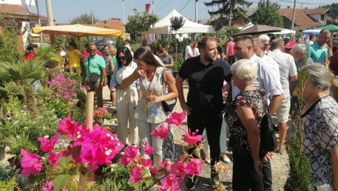 У ОВОМ СЕЛУ СЕ ПРОИЗВОДИ ЧАК 60 ПОСТО УКРАСНИХ САДНИЦА У СРБИЈИ: Постали су лидери и у извозу најлепшег цвећа за балконе и баште(ФОТО)