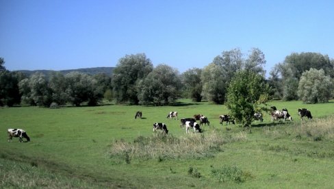 Za popis u Braničevskom okrugu u uži krug ušlo 278 kandidata