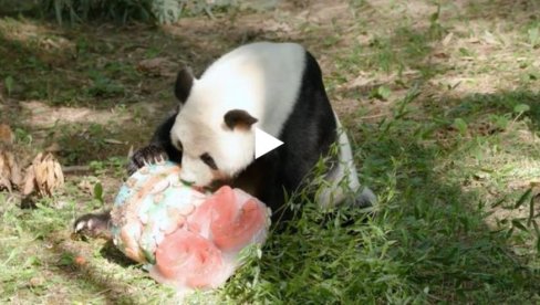 KADA PANDA SLAVI: Ogromna panda Tian Tian slavi 26. rođendan sa tortom u vašingtonskom zoološkom vrtu (VIDEO) KADA PANDA SLAVI: Ogromna panda Tian Tian slavi 26. rođendan sa tortom u vašingtonskom zoološkom vrtu (VIDEO)