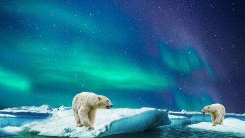 ПОЛАРНИ МЕДВЕДИ: Симболи Арктика и наше одговорности