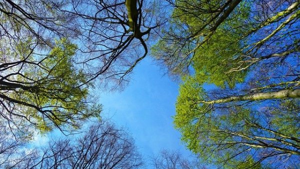 УЗ ПРУГУ 140 САДНИЦА: Акција садње у Сремским Карловцима, у петак, 15. новембра УЗ ПРУГУ 140 САДНИЦА: Акција садње у Сремским Карловцима, у петак, 15. новембра