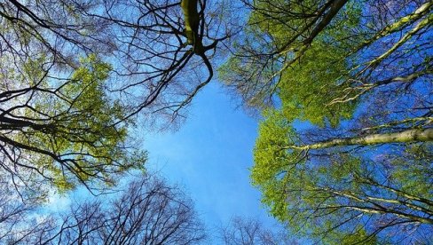 УЗ ПРУГУ 140 САДНИЦА: Акција садње у Сремским Карловцима, у петак, 15. новембра УЗ ПРУГУ 140 САДНИЦА: Акција садње у Сремским Карловцима, у петак, 15. новембра