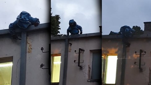 HVATAČ ZMIJA NA KROVU BOLNICE: Dramatična scena u Surdulici - ovoga puta spasavao pacijente od stršljenova (VIDEO) HVATAČ ZMIJA NA KROVU BOLNICE: Dramatična scena u Surdulici - ovoga puta spasavao pacijente od stršljenova (VIDEO)