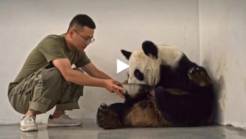 MAMA NAJBOLJE ZNA: Dindin džinovska panda brine o svom novorođenom mladunčetu (VIDEO) MAMA NAJBOLJE ZNA: Dindin džinovska panda brine o svom novorođenom mladunčetu (VIDEO)