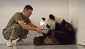 MAMA NAJBOLJE ZNA: Dindin džinovska panda brine o svom novorođenom mladunčetu (VIDEO) MAMA NAJBOLJE ZNA: Dindin džinovska panda brine o svom novorođenom mladunčetu (VIDEO)