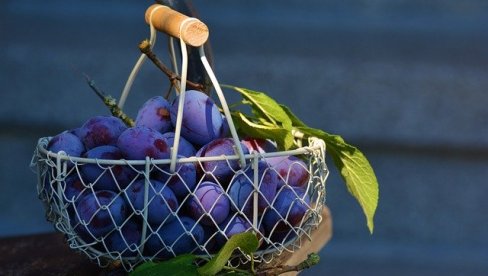 RIZNICA VITAMINA I MINERALA: Nutricionista otkriva zašto su šljive fantastične za zdravlje RIZNICA VITAMINA I MINERALA: Nutricionista otkriva zašto su šljive fantastične za zdravlje