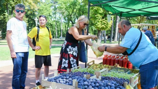 КИША ЈЕ ЛОЗИ И БОЛЕСТ ДОНЕЛА: Виноградарима са севера Војводине временске прилике нису ишле наруку КИША ЈЕ ЛОЗИ И БОЛЕСТ ДОНЕЛА: Виноградарима са севера Војводине временске прилике нису ишле наруку
