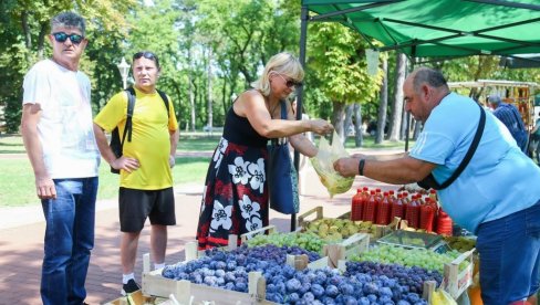 KIŠA JE LOZI I BOLEST DONELA: Vinogradarima sa severa Vojvodine vremenske prilike nisu išle naruku KIŠA JE LOZI I BOLEST DONELA: Vinogradarima sa severa Vojvodine vremenske prilike nisu išle naruku