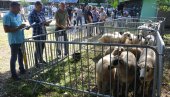 ОДГАЈИВАЧИ НА ОКУПУ: У Обрви код Краљева одржана прва изложба оваца сјеничке расе ОДГАЈИВАЧИ НА ОКУПУ: У Обрви код Краљева одржана прва изложба оваца сјеничке расе