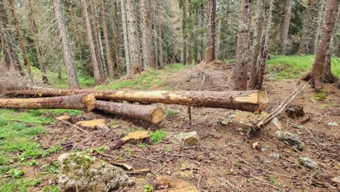 POSEKLI 18 MILIONA: Šumokradice u Crnoj Gori za pet godina opustošile 23.000 kubika drva POSEKLI 18 MILIONA: Šumokradice u Crnoj Gori za pet godina opustošile 23.000 kubika drva