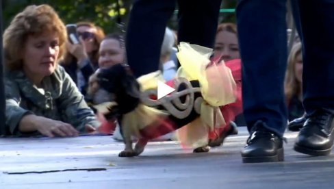 PSI NOSE PRADU: Sankt Peterburg je domaćin godišnje modne parade jazavičara (VIDEO) PSI NOSE PRADU: Sankt Peterburg je domaćin godišnje modne parade jazavičara (VIDEO)