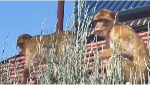 CELA KARABURMA TRAŽI MAJMUNA: Niko ne zna kako je životinja tu dospela, stručnjaci upozoravaju da mu ljudi ne prilaze (VIDEO) CELA KARABURMA TRAŽI MAJMUNA: Niko ne zna kako je životinja tu dospela, stručnjaci upozoravaju da mu ljudi ne prilaze (VIDEO)