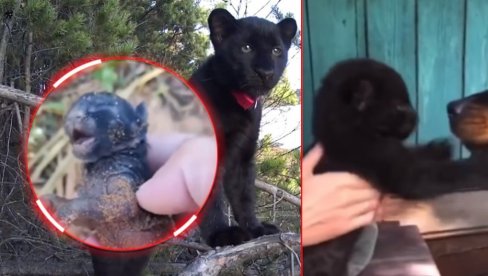 RUSKINJA UDOMILA NAPUŠTENO MAČE: Nećete verovati u šta je izraslo (FOTO/VIDEO) RUSKINJA UDOMILA NAPUŠTENO MAČE: Nećete verovati u šta je izraslo (FOTO/VIDEO)