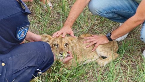 NA PUTU KOD SUBOTICE PRONAĐEN LAVIĆ: Meštani ga zbrinuli, zoo-vrt tvrdi - Nije naš (FOTO)