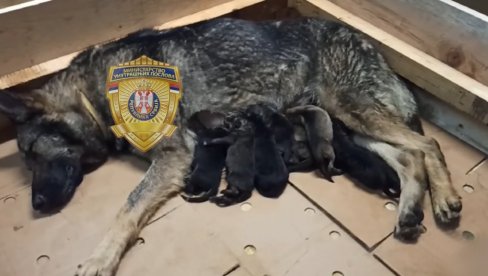 MNOGI ĆE PLAKATI ZBOG SNIMKA MUP-A: Prvo tri, a zatim sedam (VIDEO) MNOGI ĆE PLAKATI ZBOG SNIMKA MUP-A: Prvo tri, a zatim sedam (VIDEO)