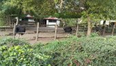 ЈОШ ТОМИКА ПОДСТАНАР Зоолошки врт на Палићу: Оаза дивљачи која је за 75 година од менажерије постала простор по стандарду свих животиња