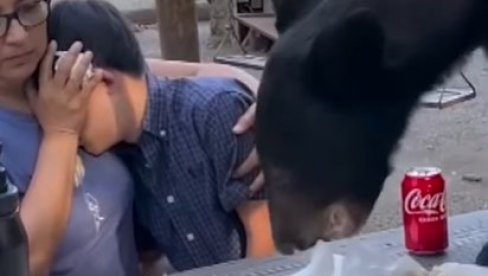 BLIZAK SUSRET SA MEDVEDOM NA PIKNIKU: Popeo se na sto i počeo da jede njihovu hranu (VIDEO) BLIZAK SUSRET SA MEDVEDOM NA PIKNIKU: Popeo se na sto i počeo da jede njihovu hranu (VIDEO)