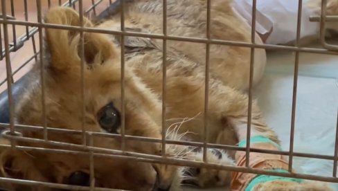 MORA DA MIRUJE DA BI RANE ZARASLE: Najnovije informacije o stanju lavice Kikice (VIDEO) MORA DA MIRUJE DA BI RANE ZARASLE: Najnovije informacije o stanju lavice Kikice (VIDEO)
