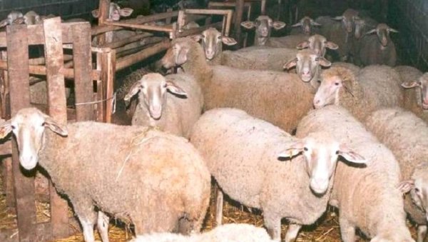 ЈАВНИ ПОЗИВ: Помоћ сточарима и ратарима у општини Жабари ЈАВНИ ПОЗИВ: Помоћ сточарима и ратарима у општини Жабари