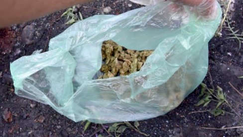 MARIHUANU PROBALO 9,1 ODSTO ĐAKA: Podaci za Crnu Goru MARIHUANU PROBALO 9,1 ODSTO ĐAKA: Podaci za Crnu Goru