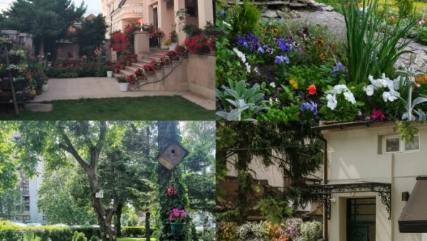 ЗЕМУНЦИ ИМАЈУ НАЈЛЕПШЕ БАШТЕ: На градском такмичењу, суграђани из општине на Дунаву тријумфовали у седам од девет категорија ЗЕМУНЦИ ИМАЈУ НАЈЛЕПШЕ БАШТЕ: На градском такмичењу, суграђани из општине на Дунаву тријумфовали у седам од девет категорија