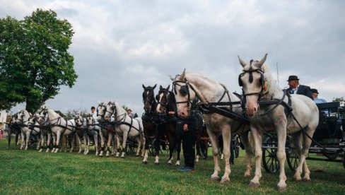 KONJIČKI SABOR U SVILAJNCU: Od izložbe, jahanja, do vožnje fijakera i štrapacijade (FOTO) KONJIČKI SABOR U SVILAJNCU: Od izložbe, jahanja, do vožnje fijakera i štrapacijade (FOTO)