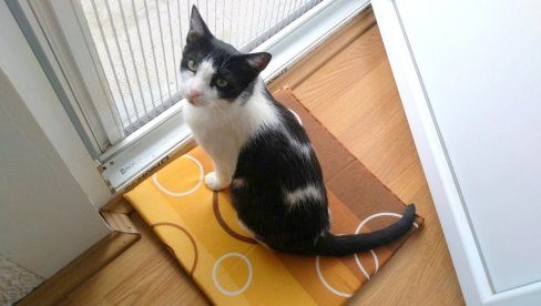 MAČAK DELIKVENT: Francuskinja mora da plati kaznu od 1.250 evra jer je njen mačak išao kod komšije MAČAK DELIKVENT: Francuskinja mora da plati kaznu od 1.250 evra jer je njen mačak išao kod komšije