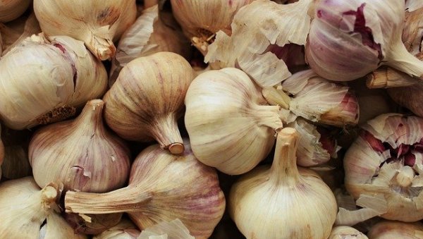 ПУН БУЂЕЛАР ЗА ПОВРТАРЕ: Профит од белог лука и до 15.000 евра - Ево шта треба садити