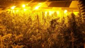 AKCIJA MUP SRBIJE : U Mladenovcu i Topoli zaplenjeno 20 kg marihuane AKCIJA MUP SRBIJE : U Mladenovcu i Topoli zaplenjeno 20 kg marihuane
