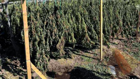 POGLEDAJTE PLEN POLICIJE U VARVARINU: Pohapšeni Kruševljani, kanabis nađen u improvizovanoj sušari (FOTO) POGLEDAJTE PLEN POLICIJE U VARVARINU: Pohapšeni Kruševljani, kanabis nađen u improvizovanoj sušari (FOTO)
