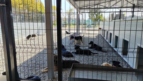 ПРИХВАТИЛИШТЕ УМЕСТО АЗИЛА: Локална самоуправа у Крушевцу коначно решила проблем напуштених паса ПРИХВАТИЛИШТЕ УМЕСТО АЗИЛА: Локална самоуправа у Крушевцу коначно решила проблем напуштених паса