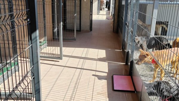 ПАСА ЛУТАЛИЦА ВИШЕ НЕЋЕ БИТИ У ОВОМ ГРАДУ: Отворено модерно прихватилиште, планирају и пансион за кућне љубимце (ФОТО) ПАСА ЛУТАЛИЦА ВИШЕ НЕЋЕ БИТИ У ОВОМ ГРАДУ: Отворено модерно прихватилиште, планирају и пансион за кућне љубимце (ФОТО)