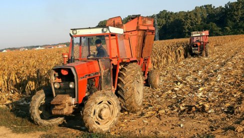 PRINOSI, IPAK, BOLJI NEGO LANE: Berba kukuruza na semberskim poljima pored Drine i Save uveliko traje PRINOSI, IPAK, BOLJI NEGO LANE: Berba kukuruza na semberskim poljima pored Drine i Save uveliko traje