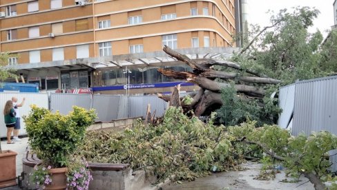 KOPRIVIĆ MLADICA NA ISTOM MESTU Novosadski spomenik prirode uništen letos u oluji, ipak nastavlja da živi