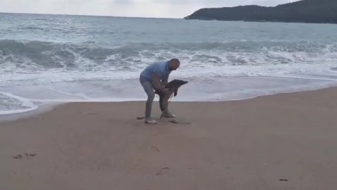 JAK JUGO I TALASI ODVOJILI DELFINA OD MAJKE: Mladunče sa plaže vraćeno u more JAK JUGO I TALASI ODVOJILI DELFINA OD MAJKE: Mladunče sa plaže vraćeno u more