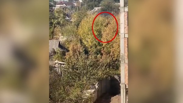 УЗНЕМИРУЈУћЕ: Пас скочио са петог спрата, па одшетао као да ништа није било (ВИДЕО) УЗНЕМИРУЈУћЕ: Пас скочио са петог спрата, па одшетао као да ништа није било (ВИДЕО)