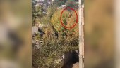 UZNEMIRUJUćE: Pas skočio sa petog sprata, pa odšetao kao da ništa nije bilo (VIDEO) UZNEMIRUJUćE: Pas skočio sa petog sprata, pa odšetao kao da ništa nije bilo (VIDEO)