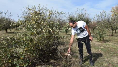 ЕРВИНИЈА ОБРАЛА КОМПЛЕТАН РОД ДУЊА: Неочекиване невоље Зорана Станојловића, економисте и воћара из Ћуприје ЕРВИНИЈА ОБРАЛА КОМПЛЕТАН РОД ДУЊА: Неочекиване невоље Зорана Станојловића, економисте и воћара из Ћуприје