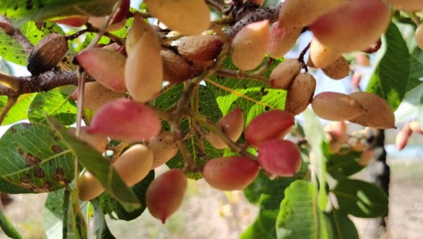 ЗНАТЕ ЛИ ШТА ЈЕ СРЕЋНИ ОРАХ? Може да расте и у Србији, рађа 100 година, по килограму доноси зараду од 20 евра