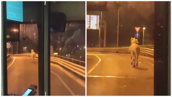 ПОБЕГАО СА ХИПОДРОМА? Коњ на Мосту на Ади, каска ка Новом Београду (ВИДЕО) ПОБЕГАО СА ХИПОДРОМА? Коњ на Мосту на Ади, каска ка Новом Београду (ВИДЕО)