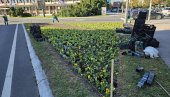NOVI SAD U JESENJIM NIJANSAMA: U centru grada počela sadnja 100.000 komada cveća NOVI SAD U JESENJIM NIJANSAMA: U centru grada počela sadnja 100.000 komada cveća